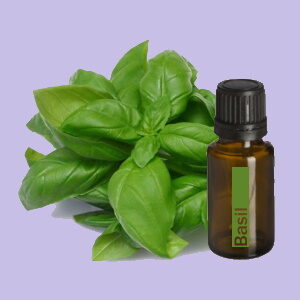 Basil