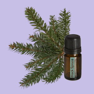 Black Spruce