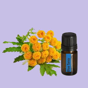 Blue Tansy