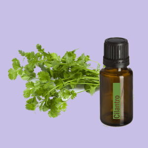 Cilantro