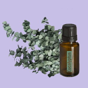 Eucalyptus