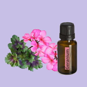Geranium